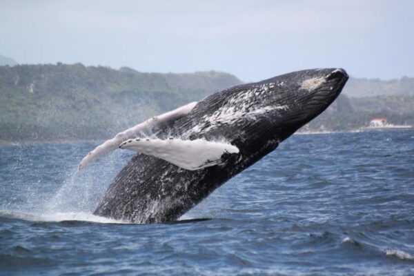 Ballenas Jorobadas - SAMANA- Tour / Excursiones - Stay Happy RD